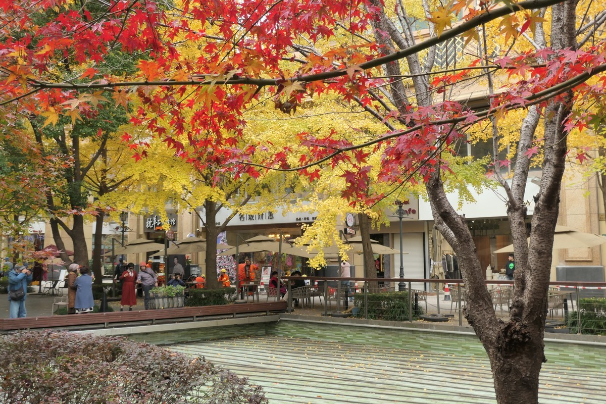 【金色的秋天】