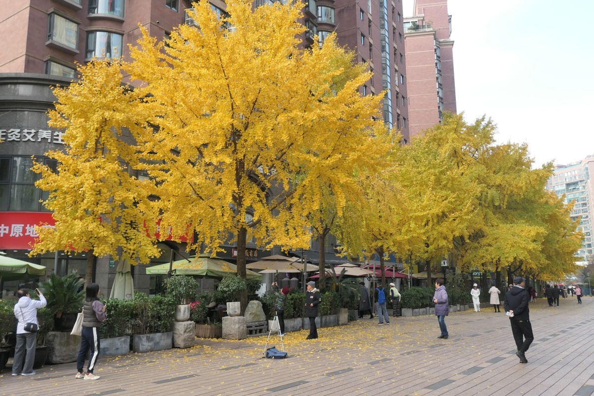 【金色的秋天】