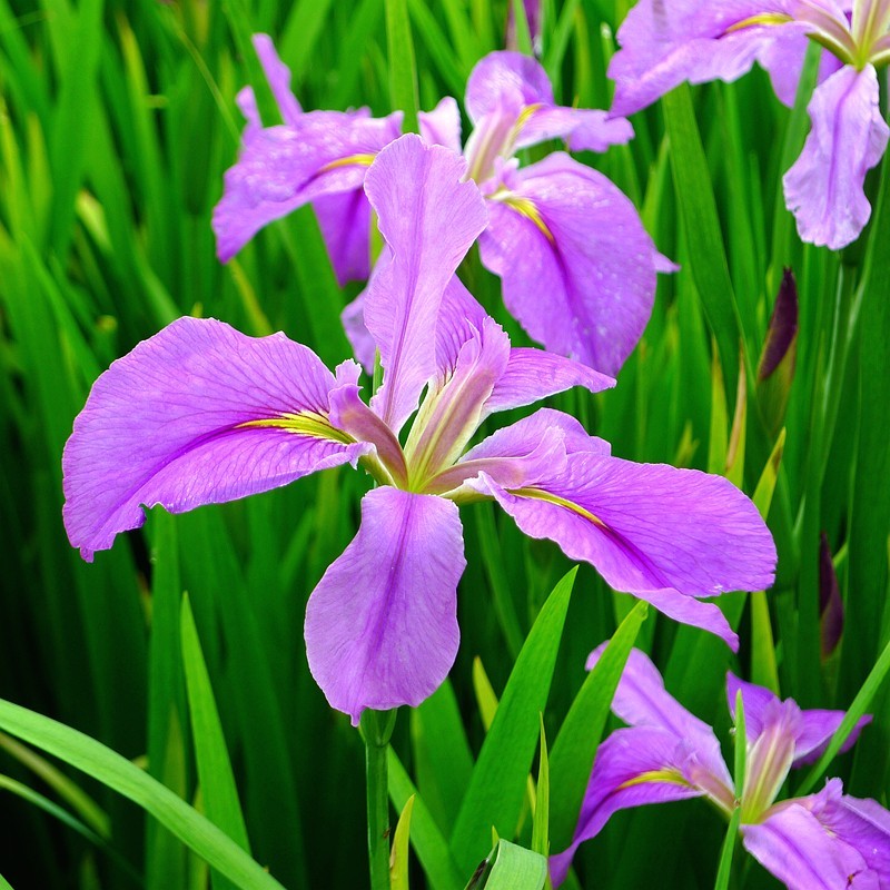 玉蝉花（Iris ensata Thunb.）