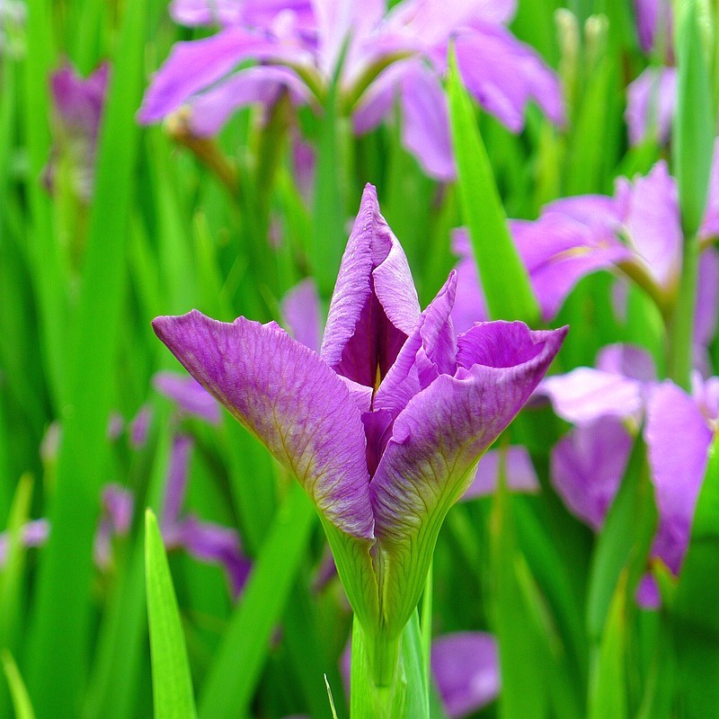 玉蝉花（Iris ensata Thunb.）