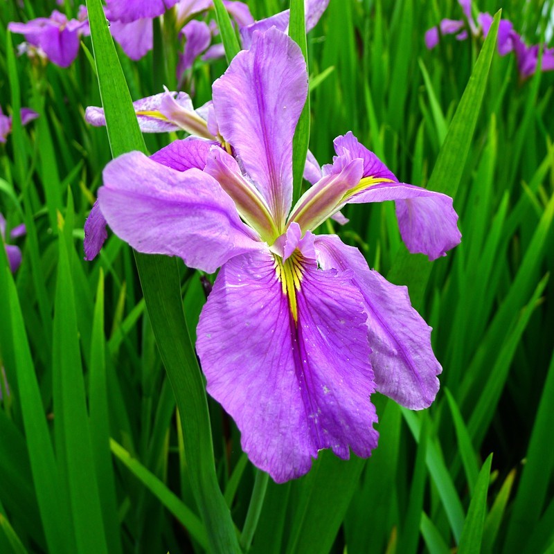 玉蝉花（Iris ensata Thunb.）