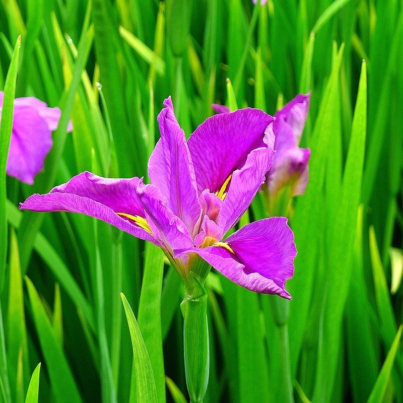 玉蝉花（Iris ensata Thunb.）