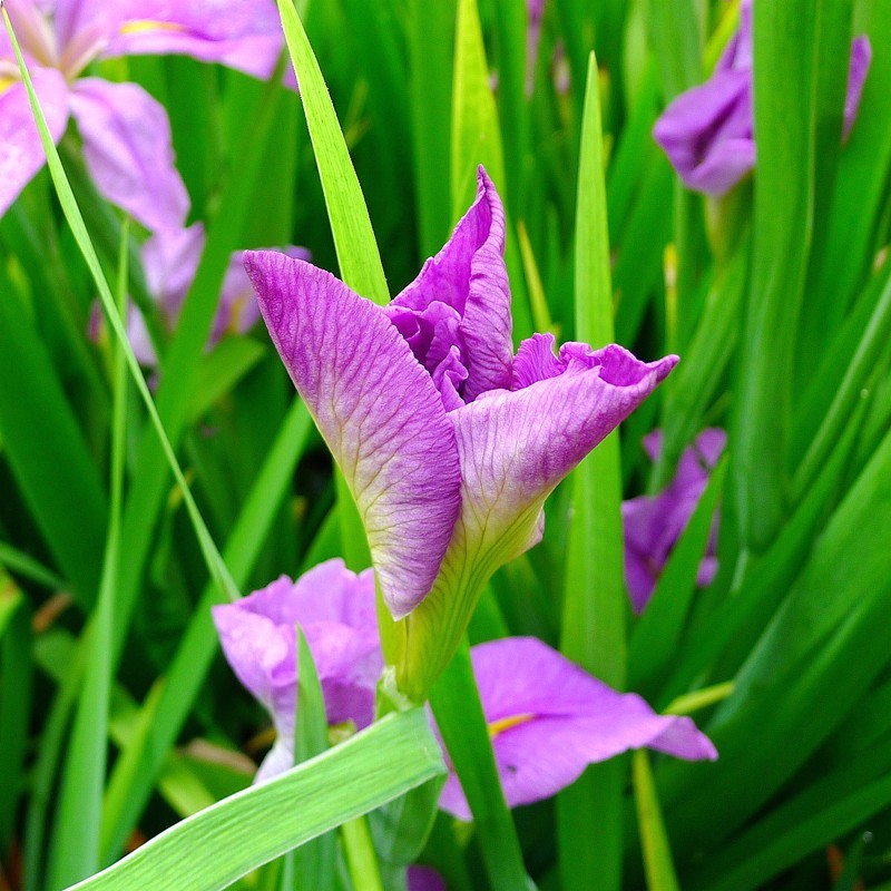 玉蝉花（Iris ensata Thunb.）