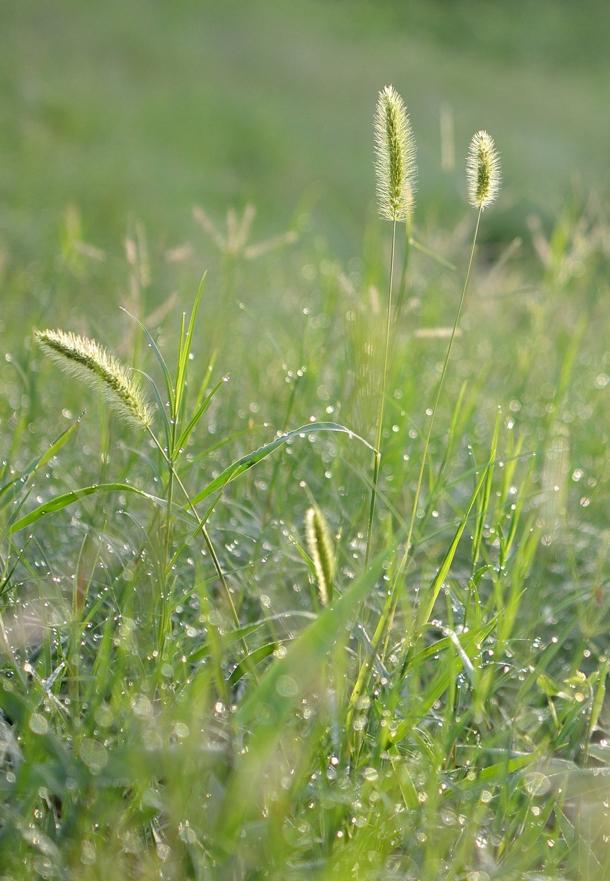 江北水城-望岳湖