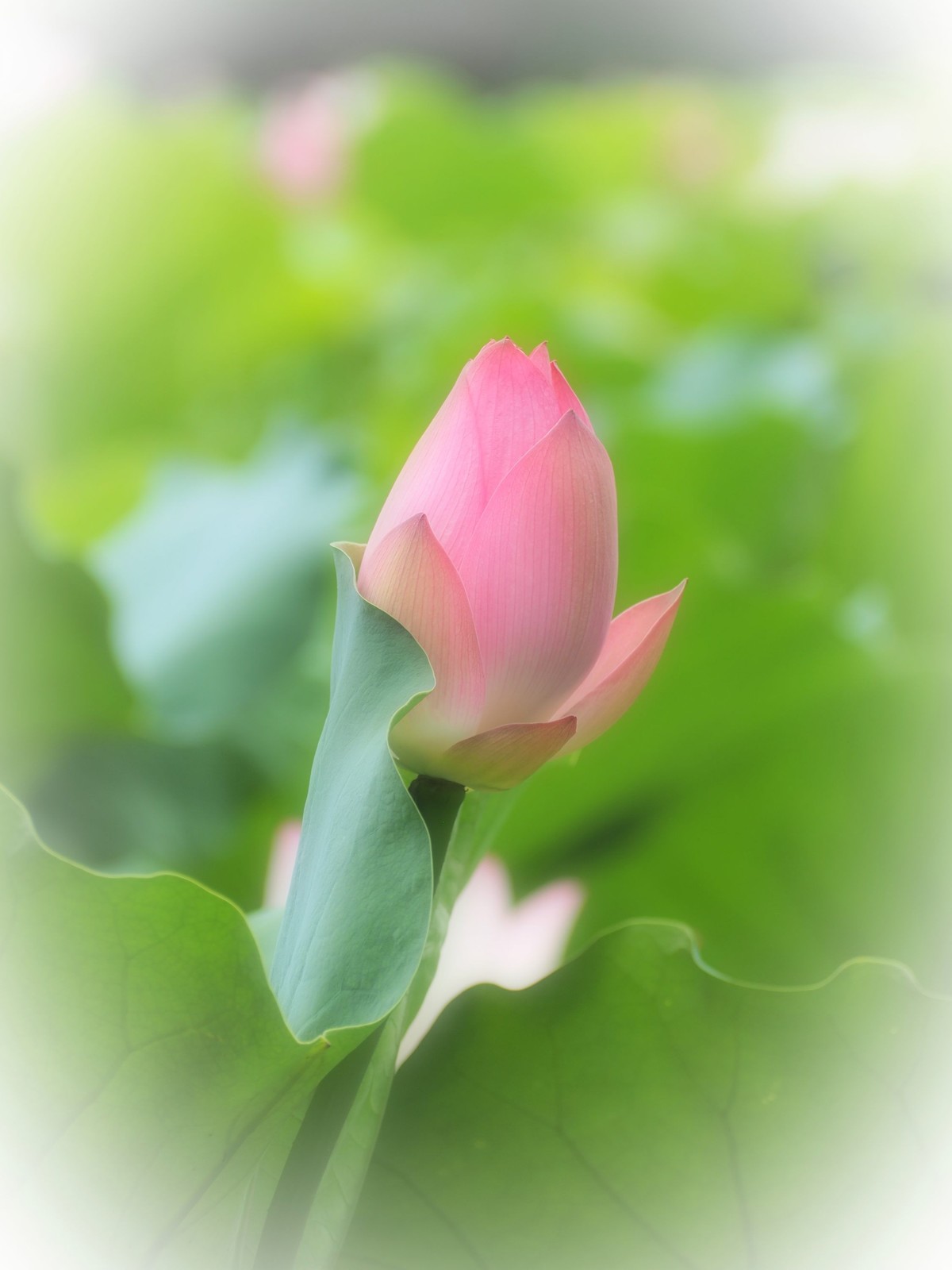 相机自带滤镜效果