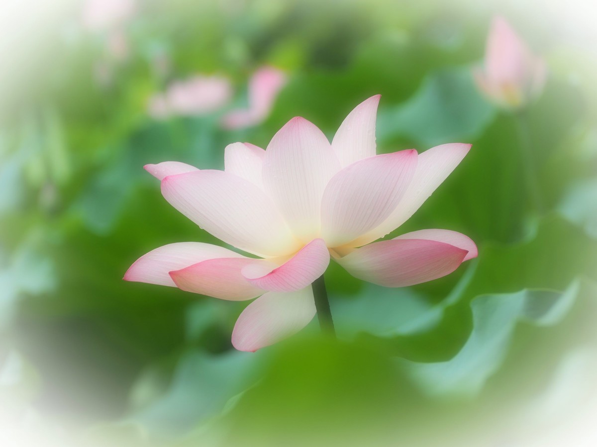 相机自带滤镜效果