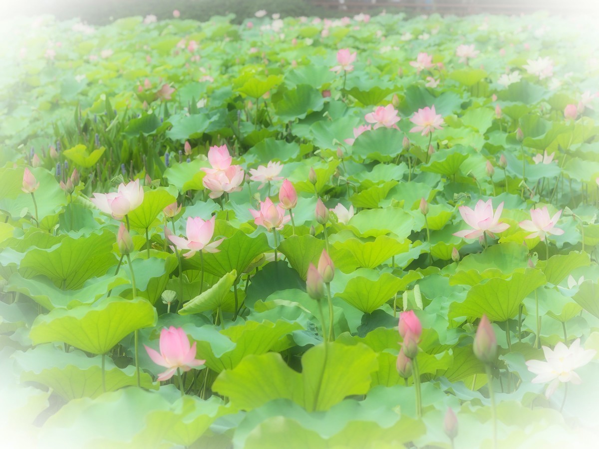 相机自带滤镜效果