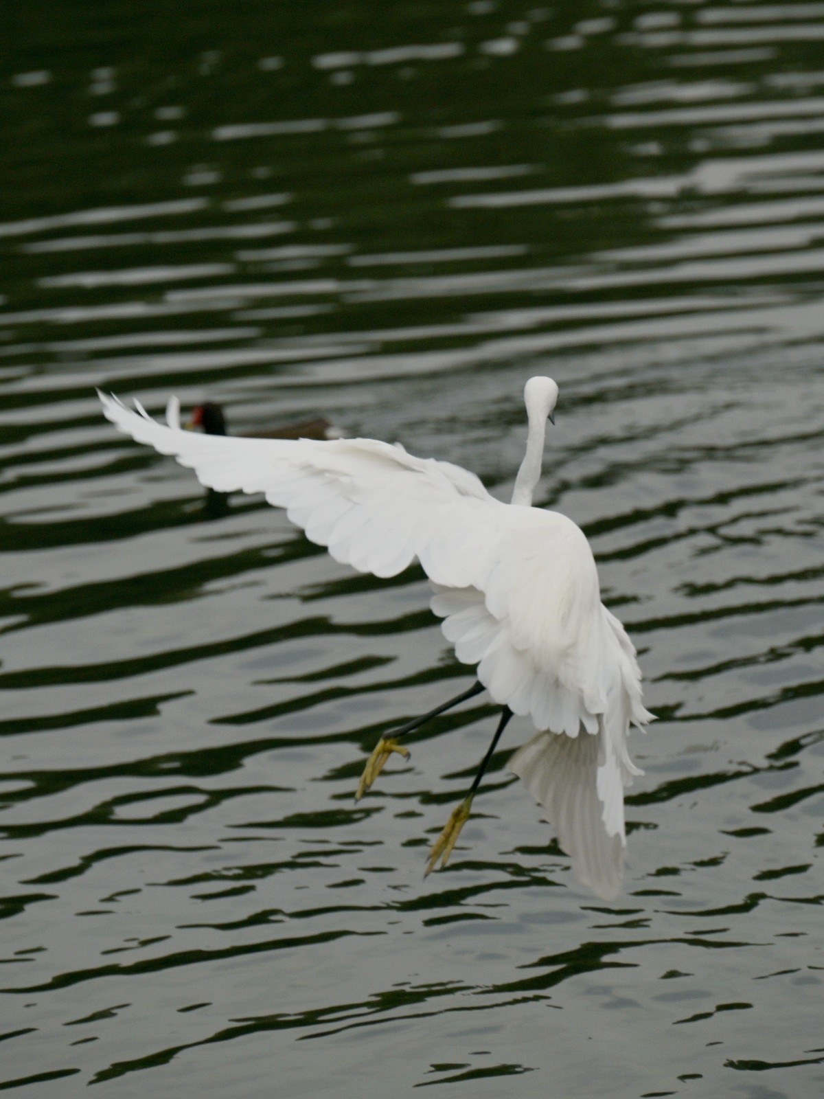 【西湖边的白鹭一组】