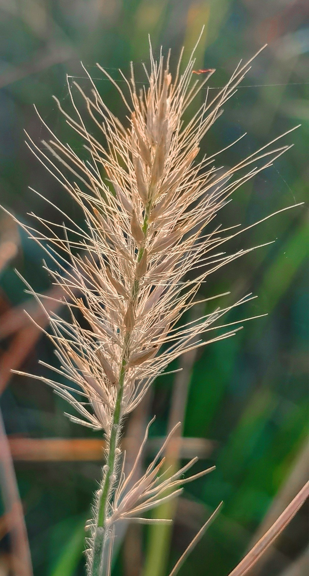 微 距 花 卉 雜 拍