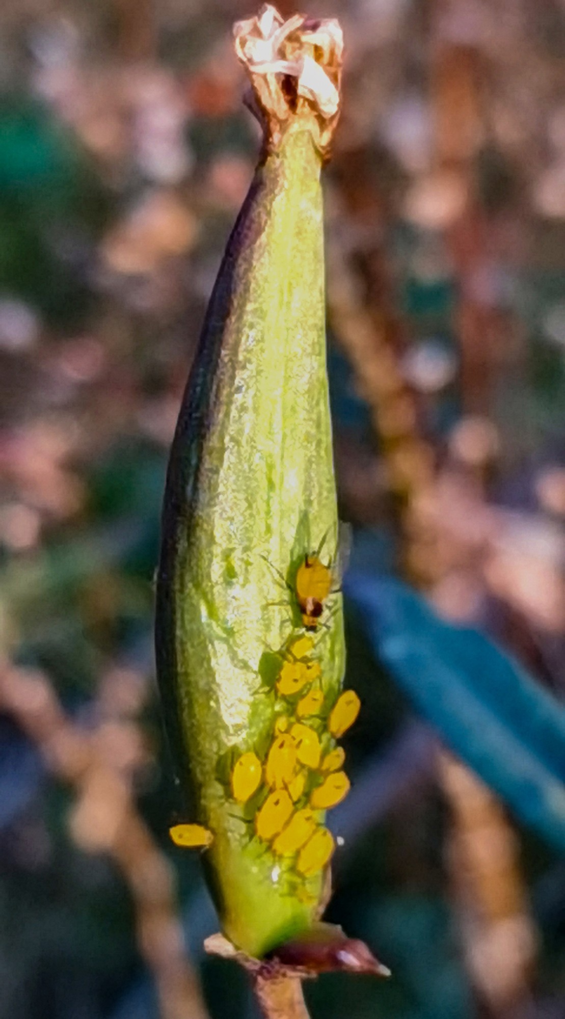 微 距 花 卉 雜 拍