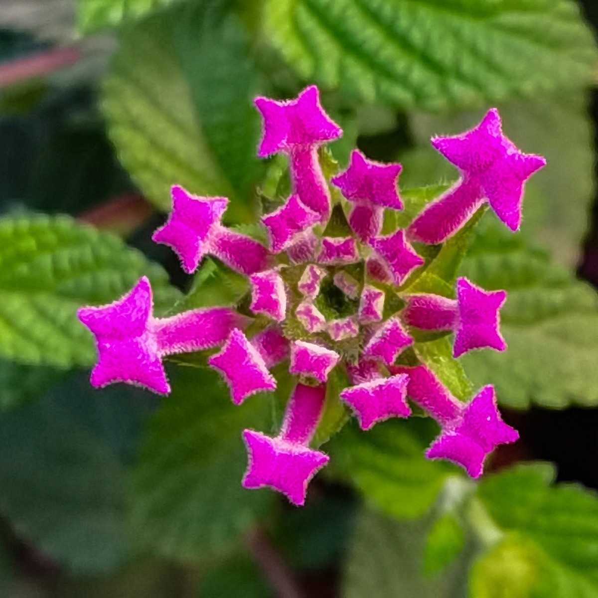 微 距 花 卉 雜 拍