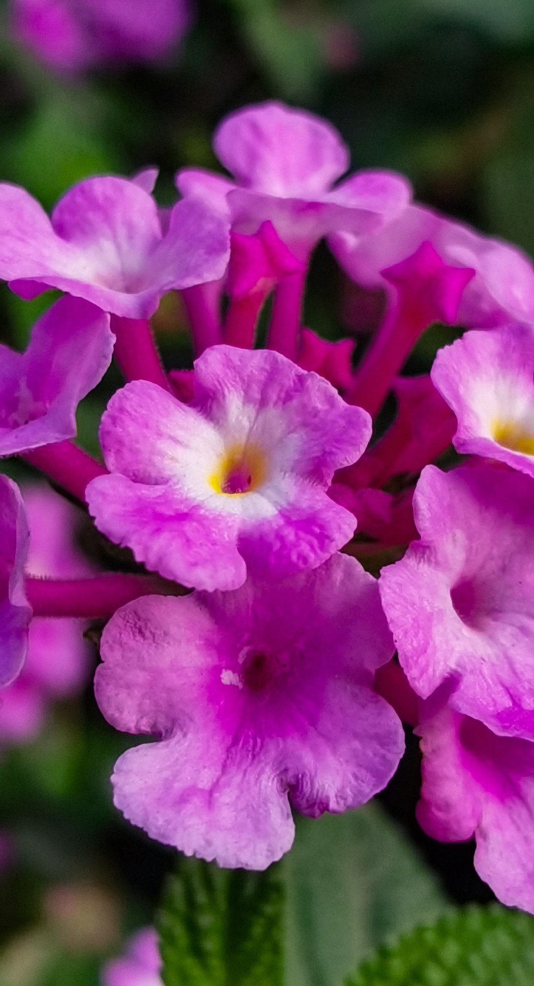 微 距 花 卉 雜 拍