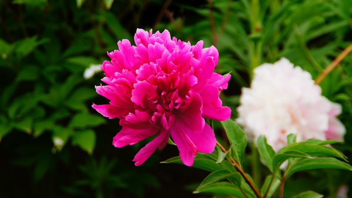 西安大明宫的芍药花