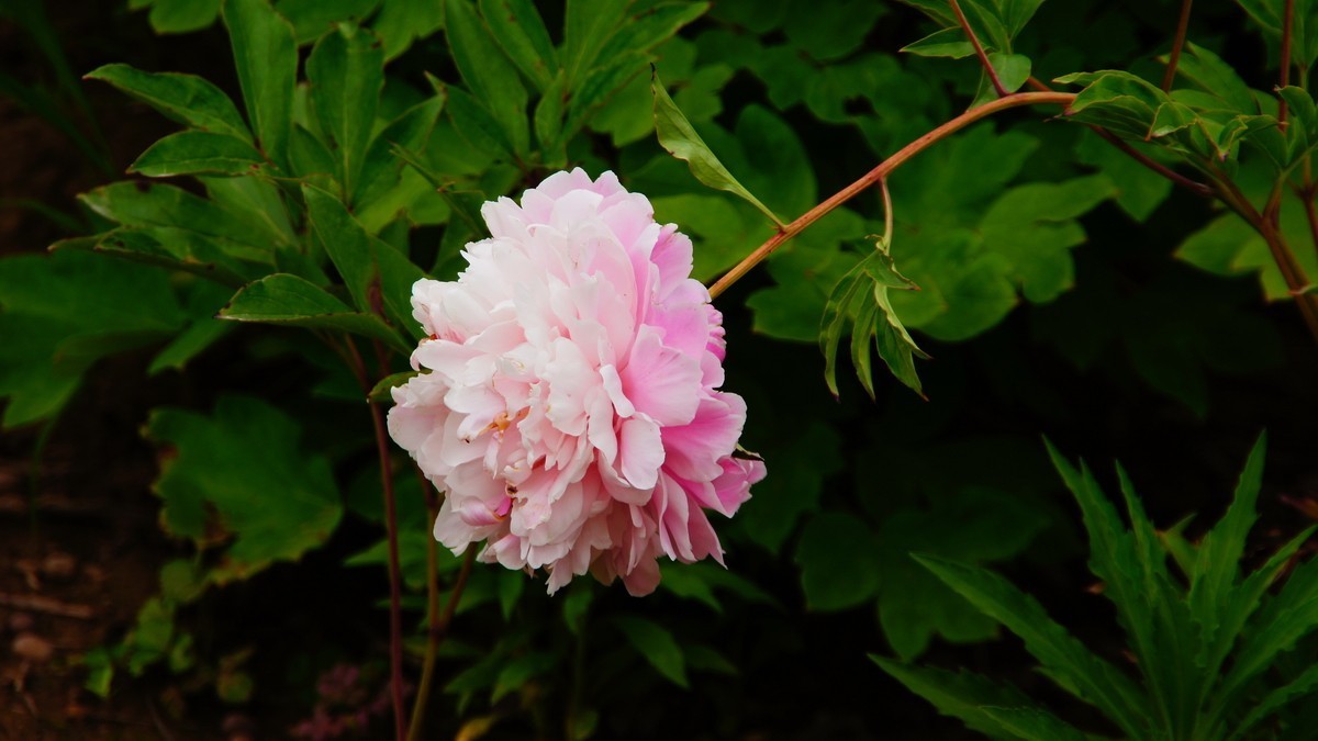 西安大明宫的芍药花