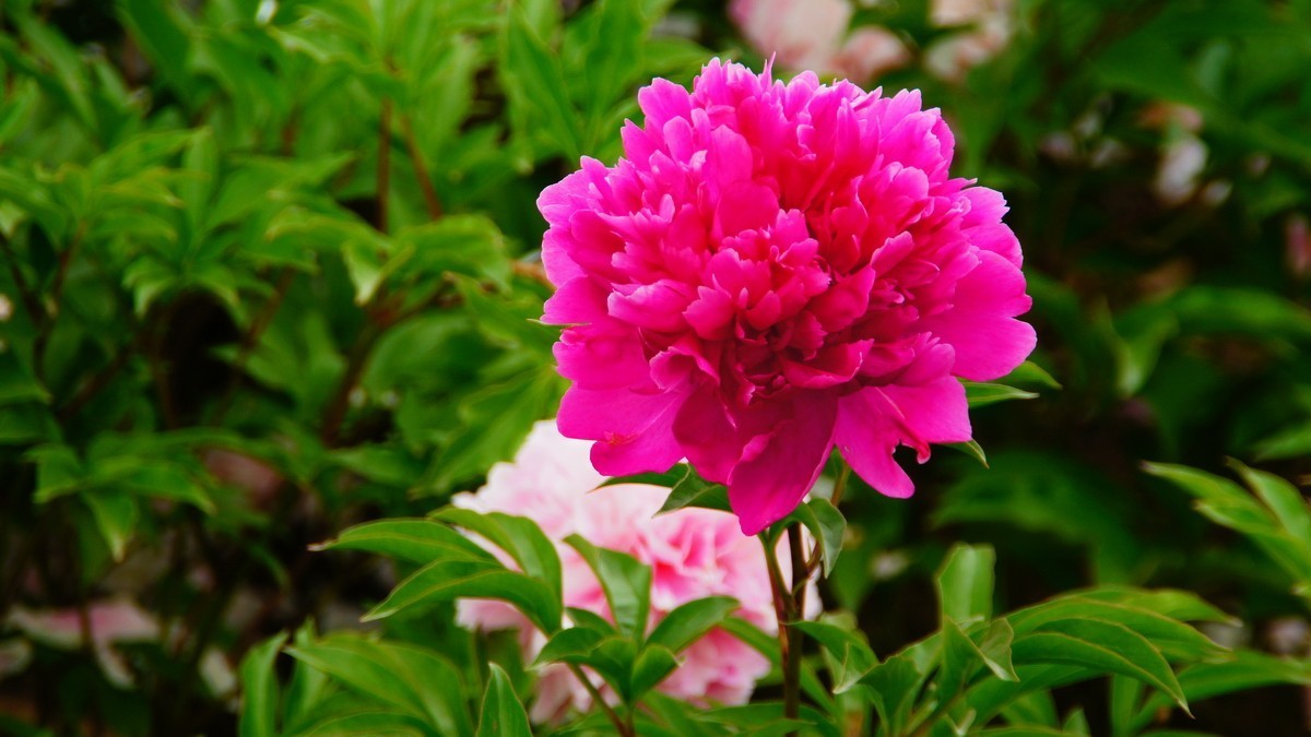 西安大明宫的芍药花