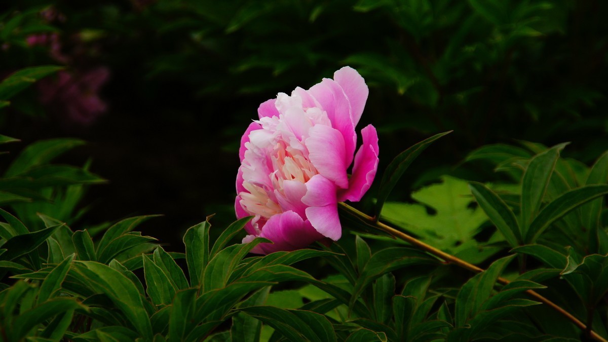 西安大明宫的芍药花