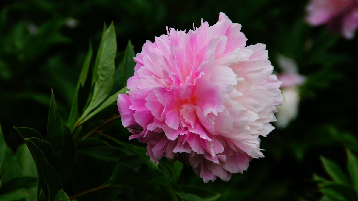 西安大明宫的芍药花