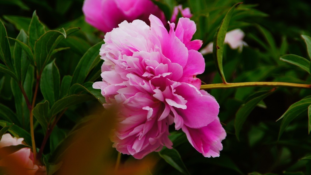 西安大明宫的芍药花