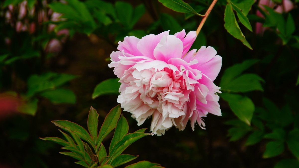 西安大明宫的芍药花
