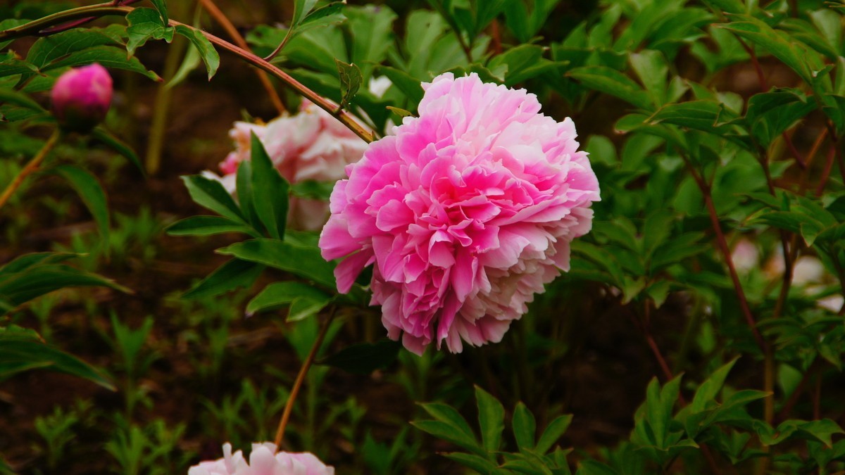 西安大明宫的芍药花