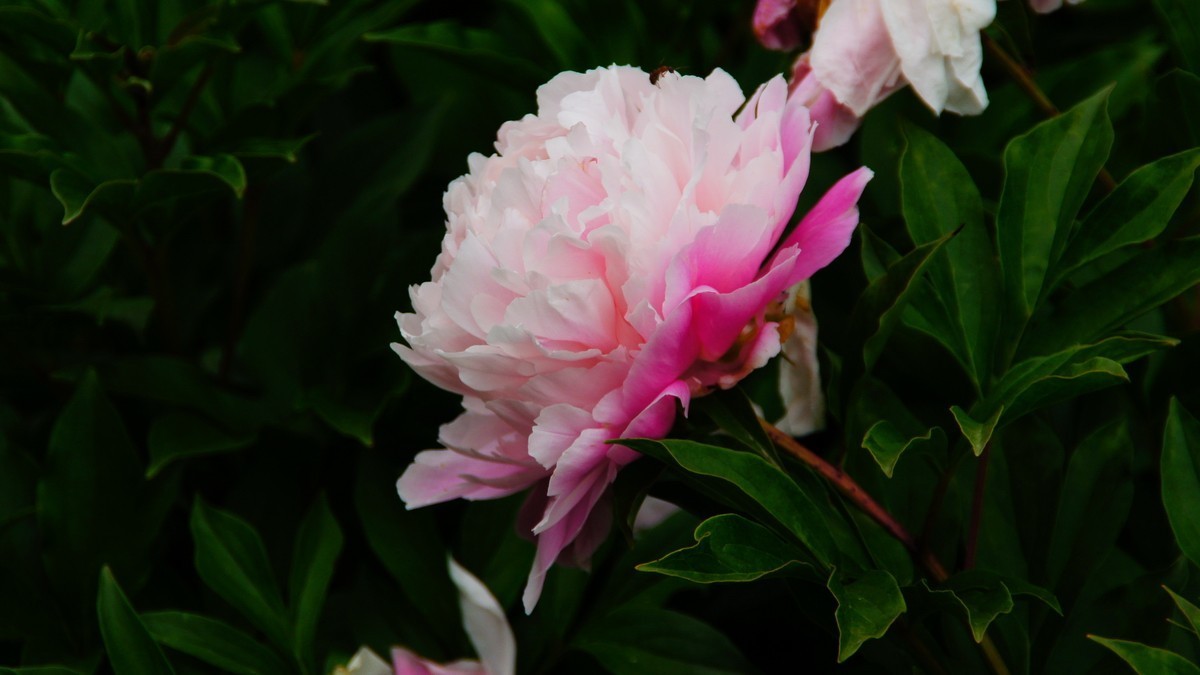 西安大明宫的芍药花