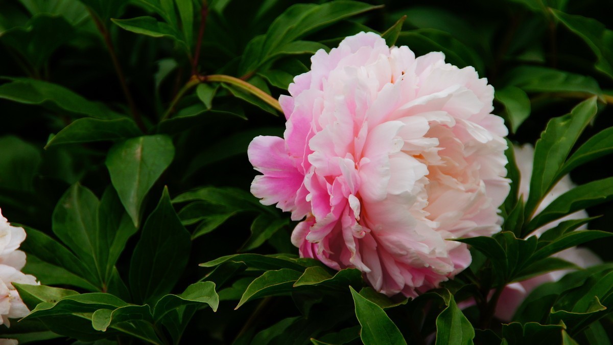 西安大明宫的芍药花