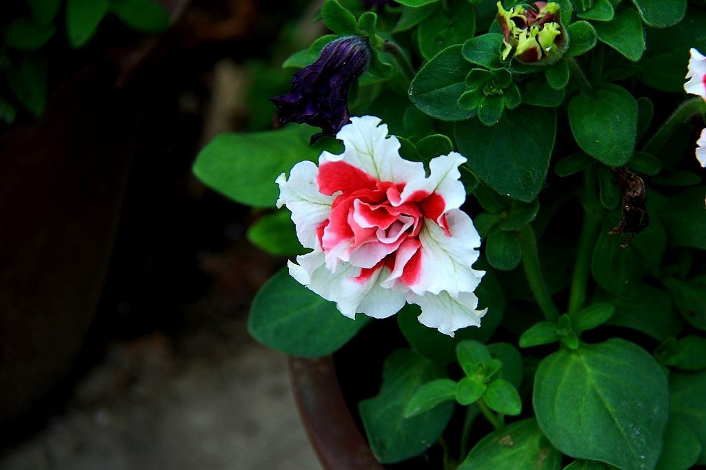 重瓣矮牵牛花=2