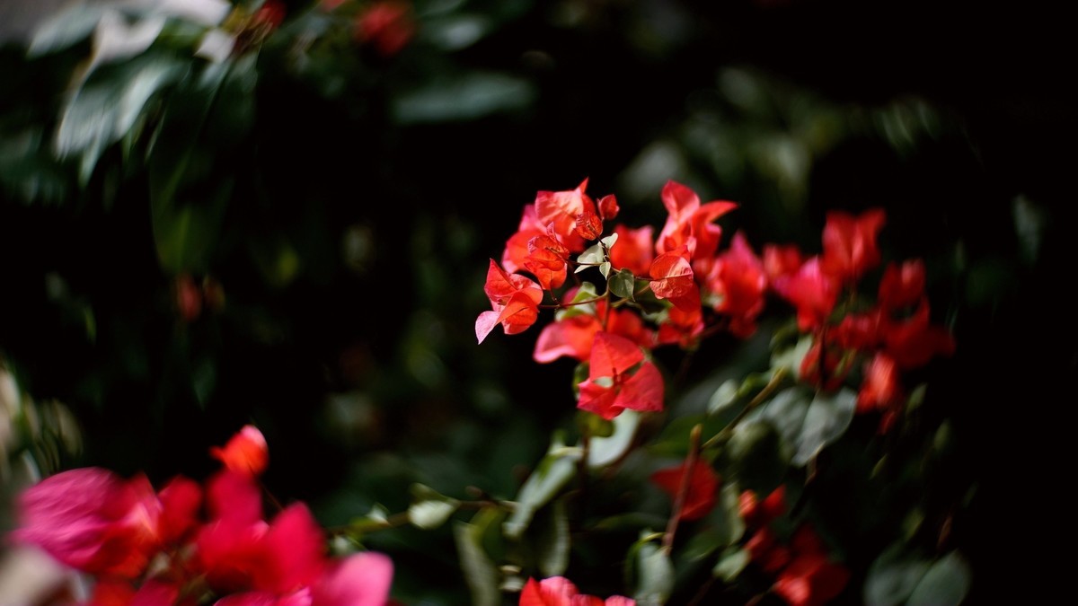 阳台上的三角梅《二》