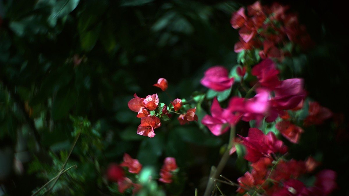 阳台上的三角梅《二》