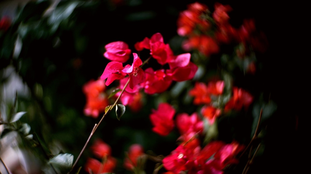 阳台上的三角梅《二》