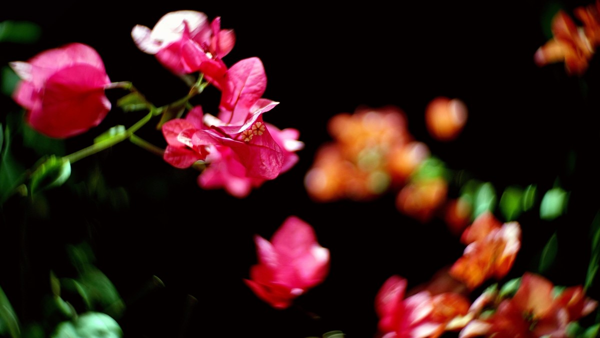 阳台上的三角梅《二》