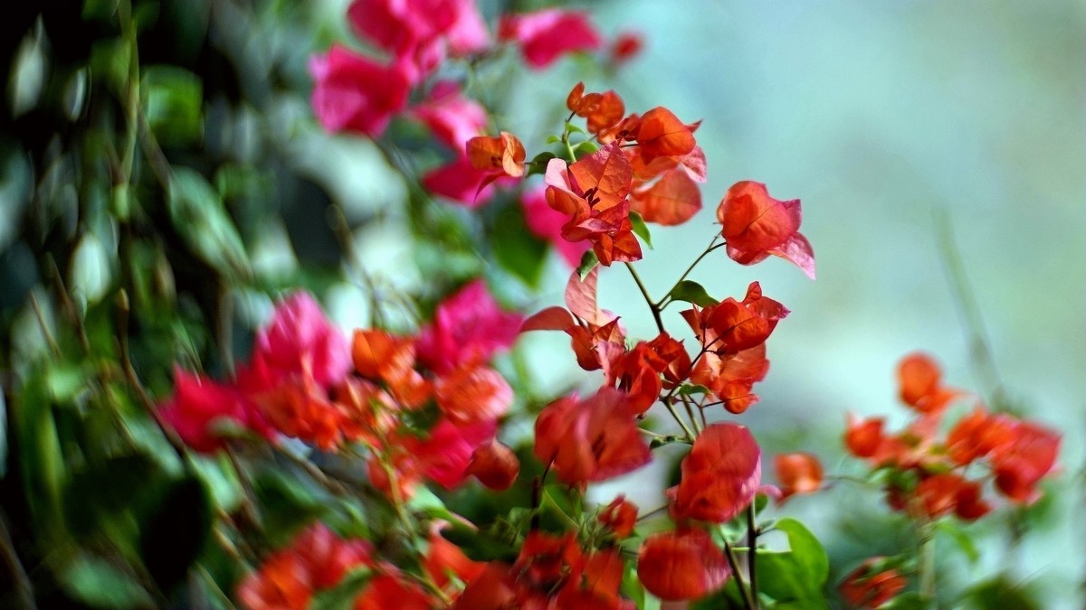 阳台上的三角梅《二》