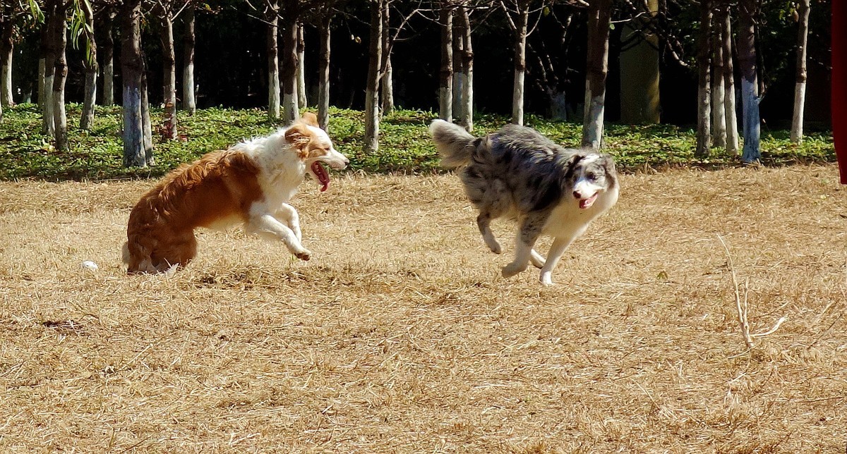 狗狗嬉戏