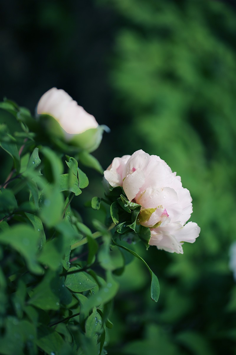 花中之王——牡丹