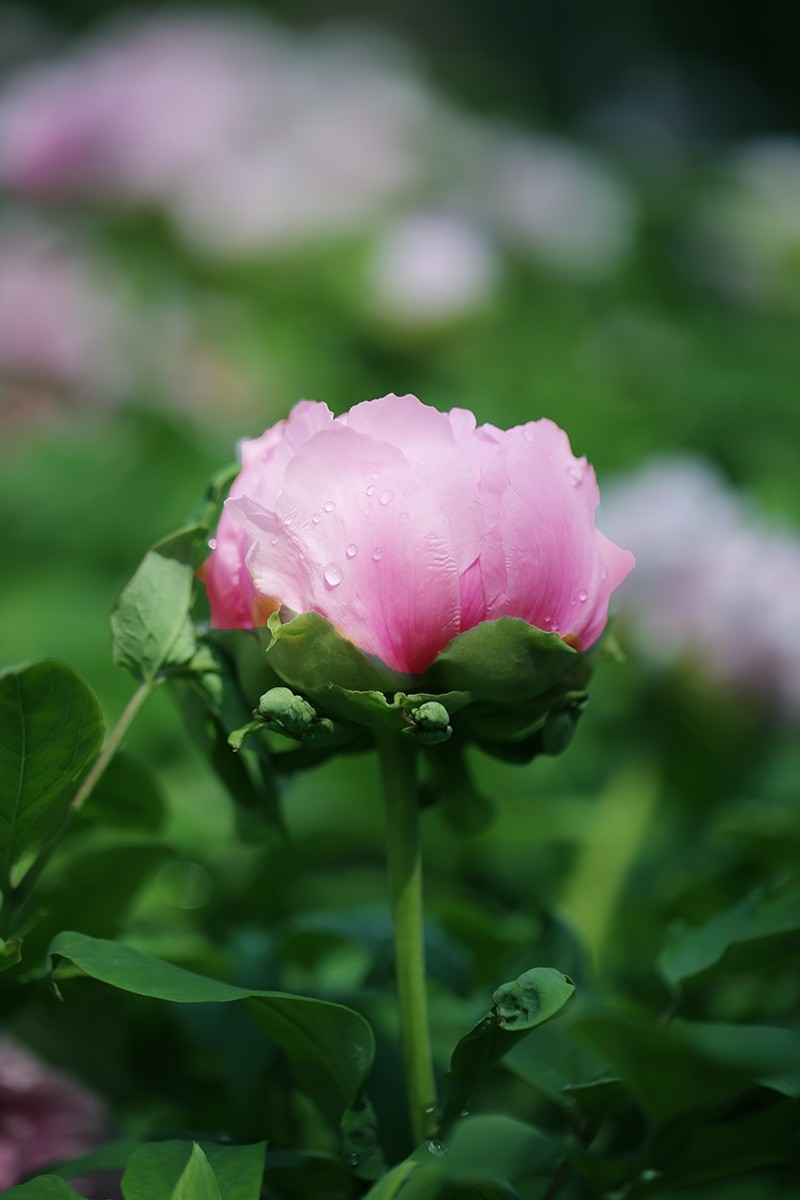 花中之王——牡丹