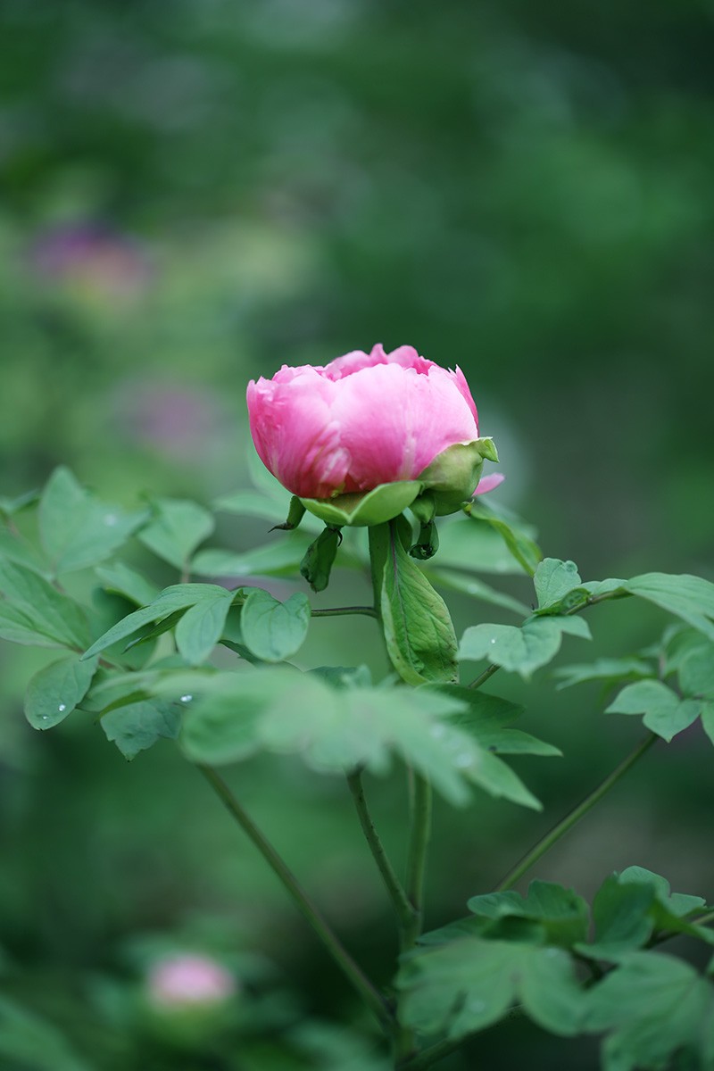 花中之王——牡丹