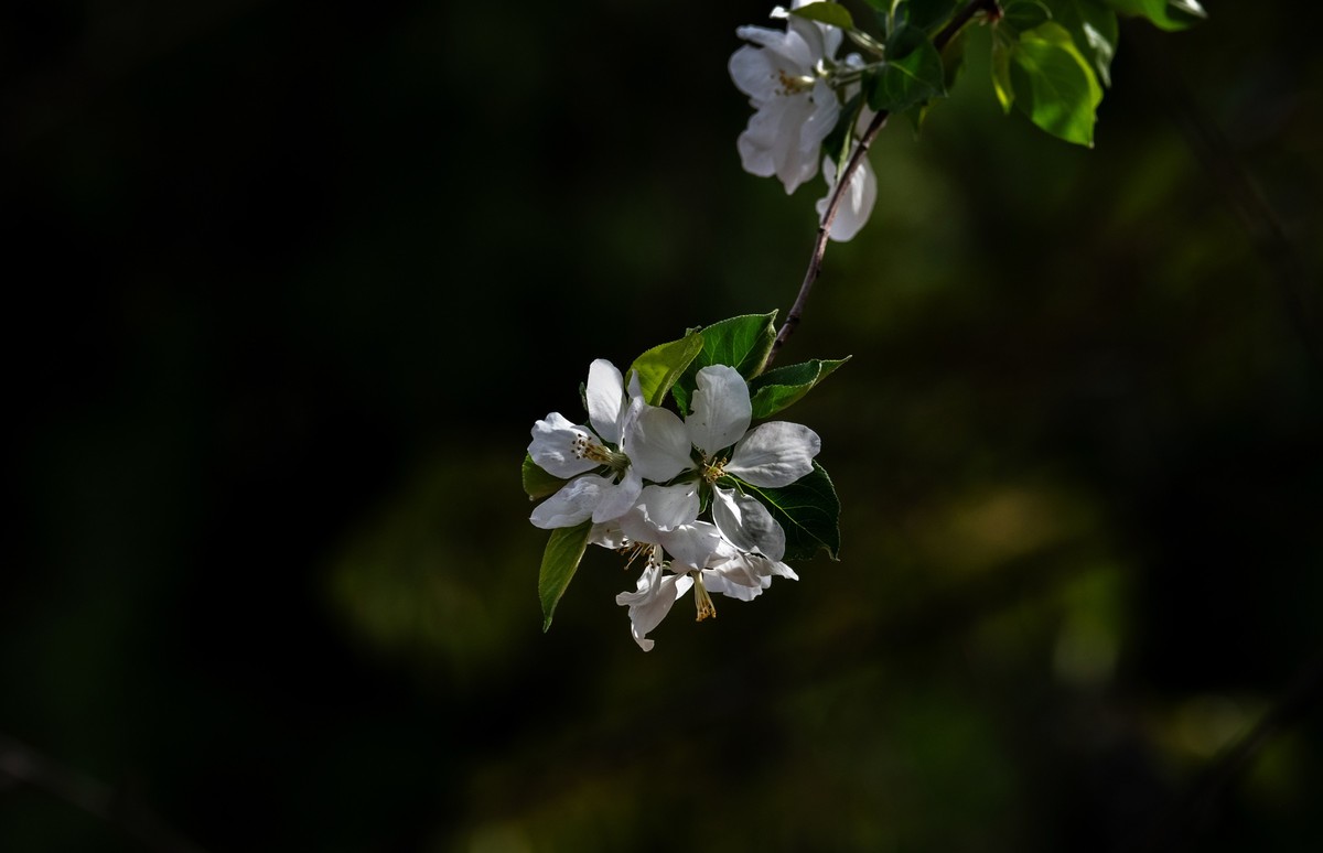 春花（十四）