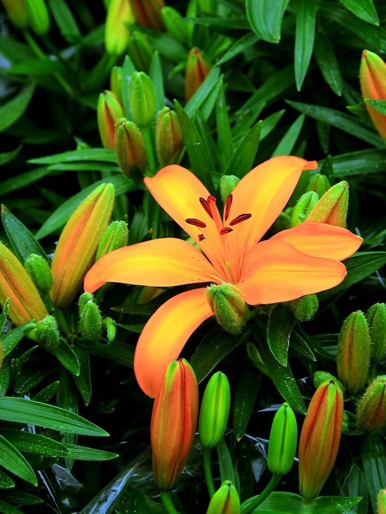 百合花-3-中关村在线摄影论坛