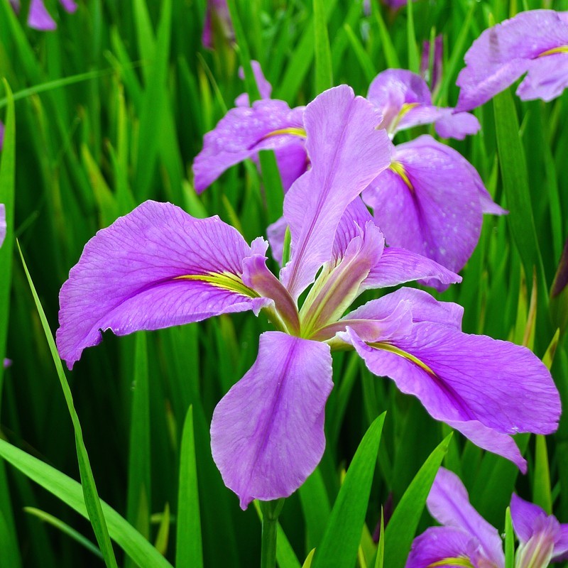 玉蝉花（Iris ensata Thunb.）