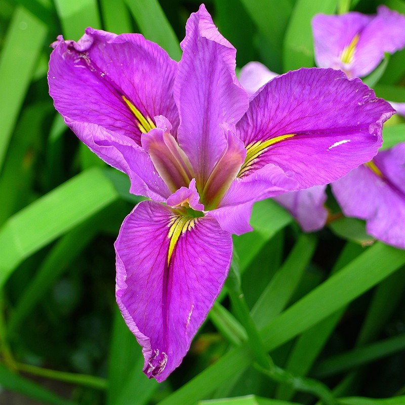 玉蝉花（Iris ensata Thunb.）