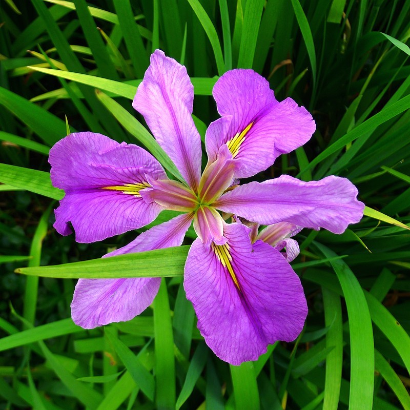 玉蝉花（Iris ensata Thunb.）
