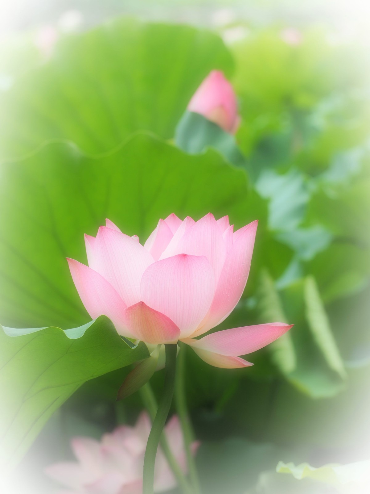 相机自带滤镜效果