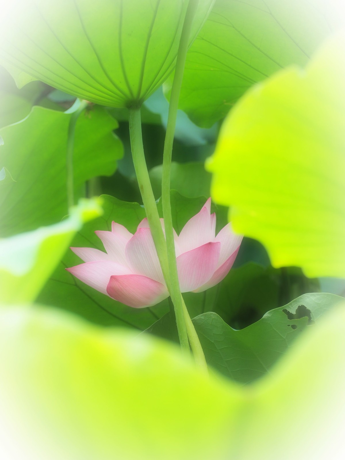 相机自带滤镜效果