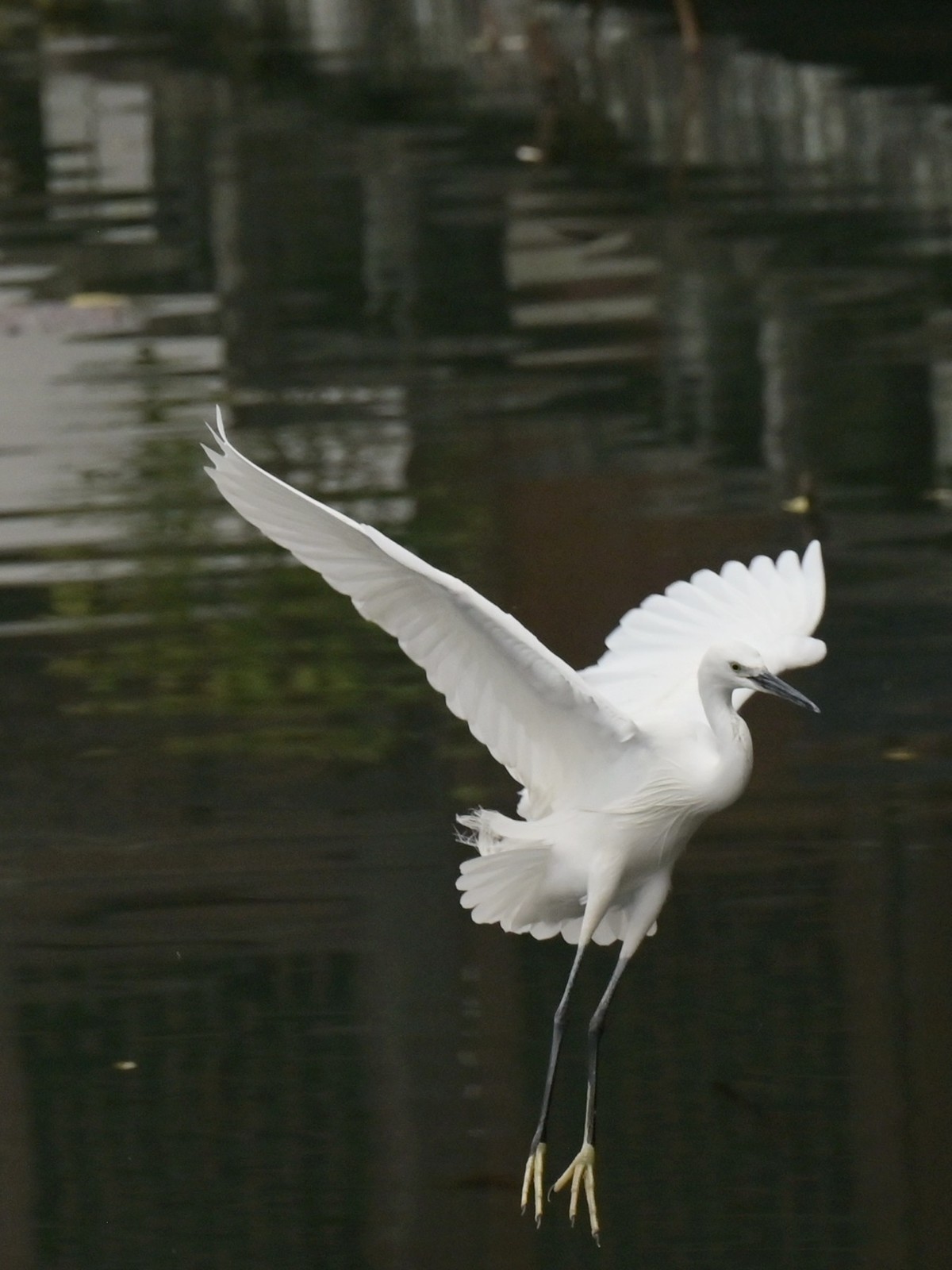 【西湖边的白鹭一组】