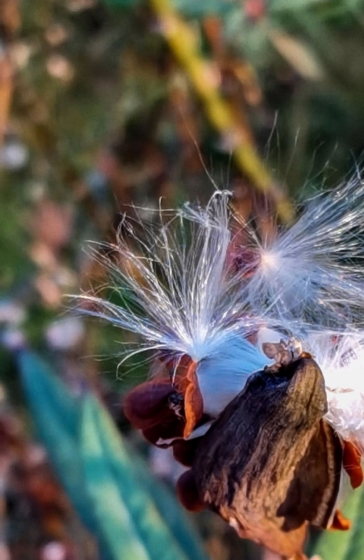 微 距 花 卉 雜 拍