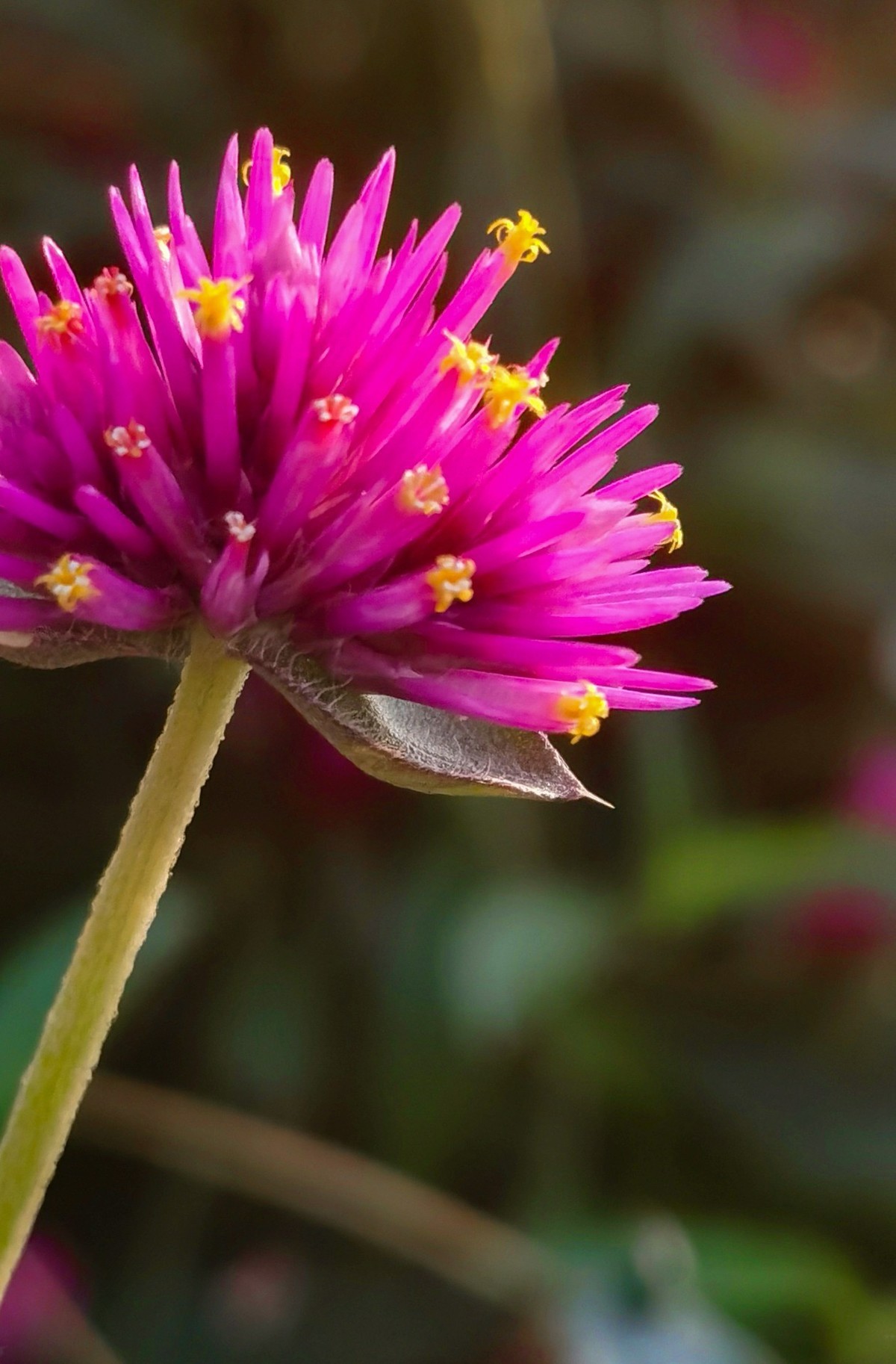 微 距 花 卉 雜 拍