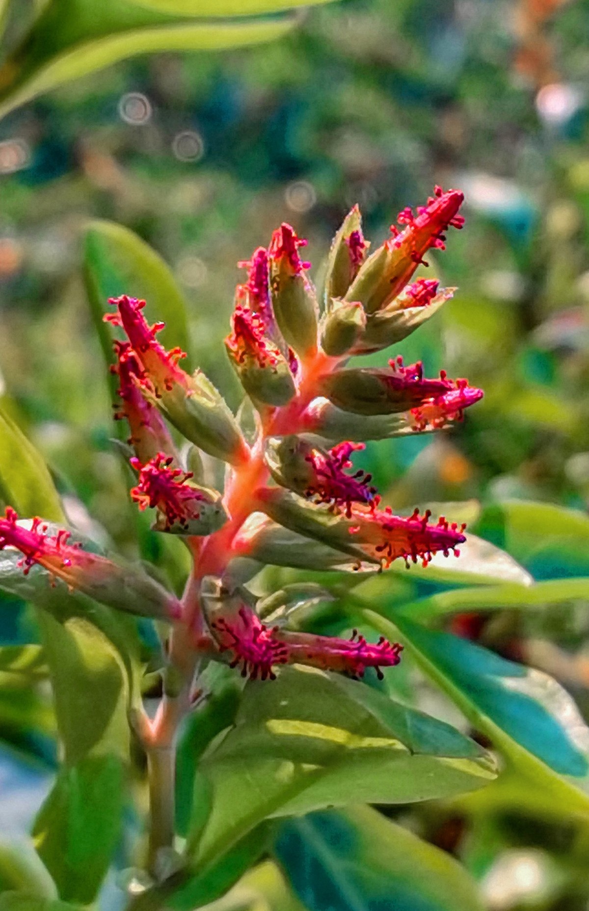 微 距 花 卉 雜 拍