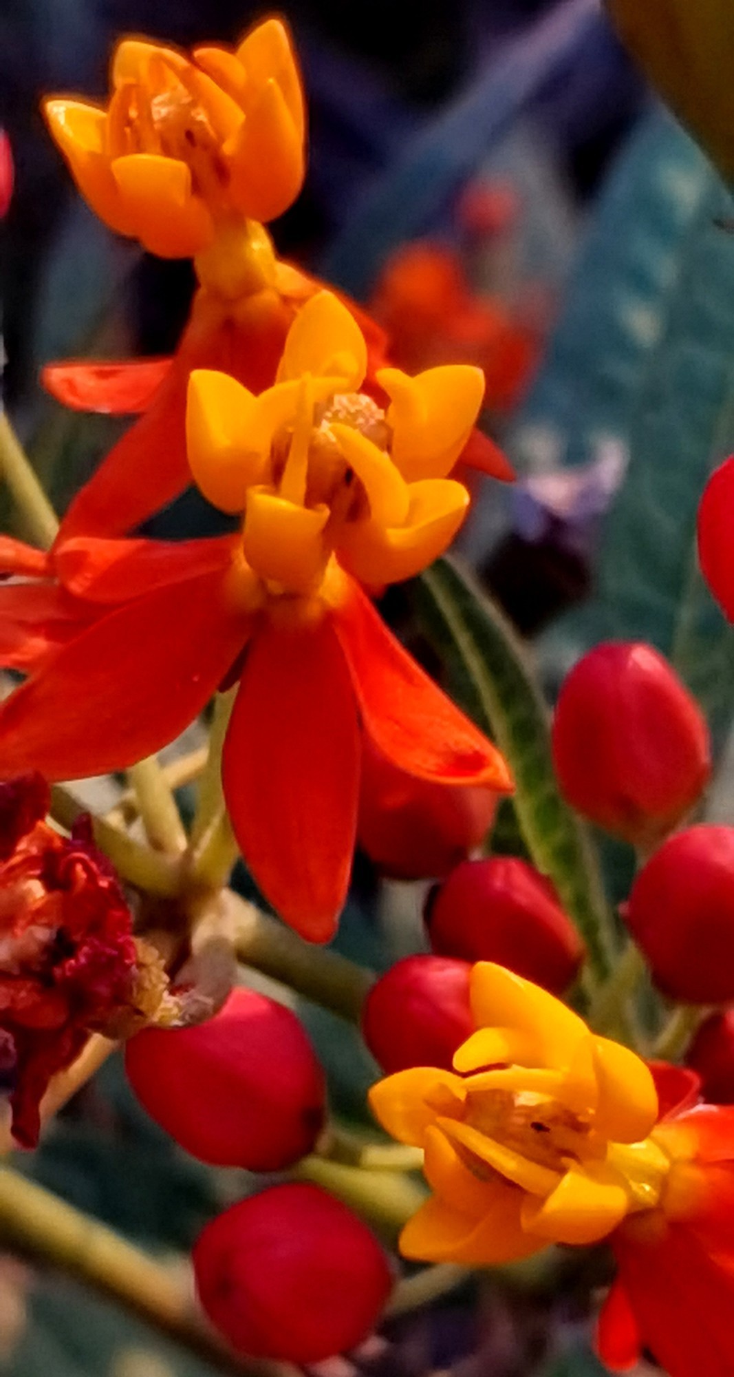 微 距 花 卉 雜 拍