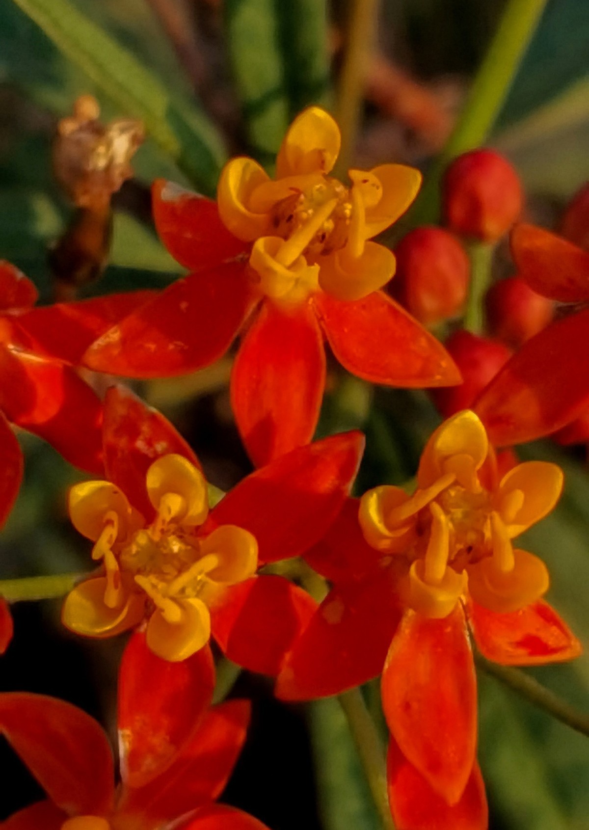 微 距 花 卉 雜 拍