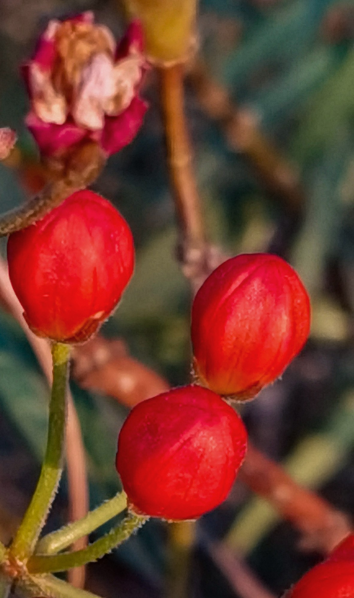 微 距 花 卉 雜 拍